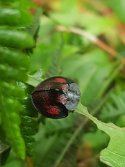 Cyrtonota abrili