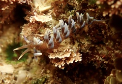 Phyllodesmium macphersonae
