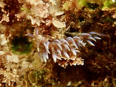 Phyllodesmium macphersonae