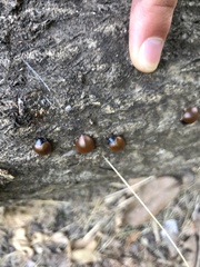 Aegithus clavicornis