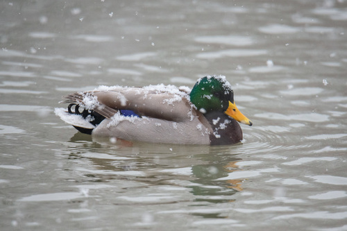 Canard colvert