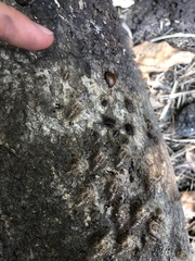 Aegithus clavicornis