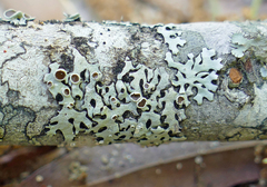 Bulbothrix confoederata