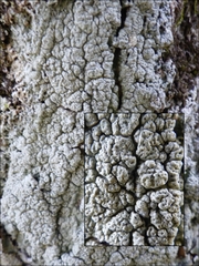 Pertusaria pertusa