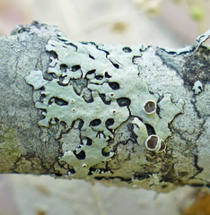 Bulbothrix confoederata