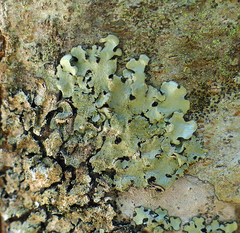 Hypotrachyna mcmulliniana