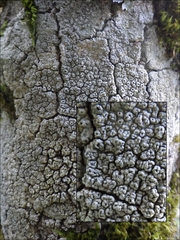 Pertusaria hymenea