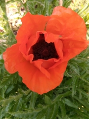 Papaver × pseudo-orientale