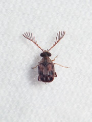 Megacerus cubiculus