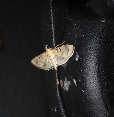 Cotachena hicana