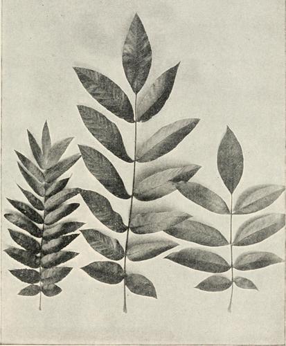 Southern California Walnut