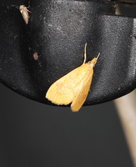 Hyalobathra brevialis
