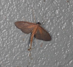 Hymenoptychis sordida