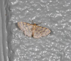 Idaea simplex