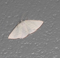 Oenochroma infantilis