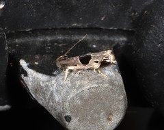Helcystogramma hibisci