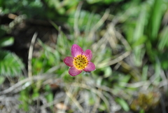Anemonastrum trullifolium
