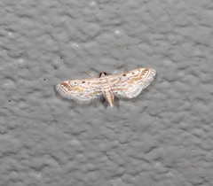 Parapoynx dentizonalis