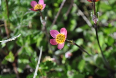 Anemonastrum trullifolium