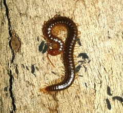 Himantariidae