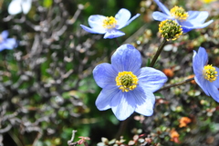 Anemonastrum demissum
