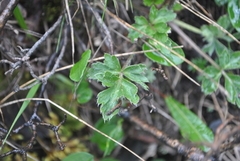 Anemonastrum demissum