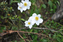 Anemonastrum demissum
