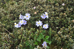 Anemonastrum demissum
