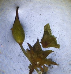 Pottiopsis caespitosa