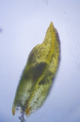 Pottiopsis caespitosa