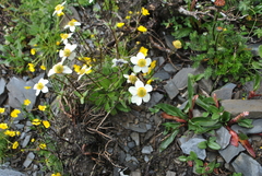 Anemonastrum coelestinum