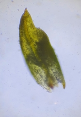 Pottiopsis caespitosa