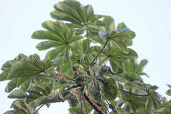 Cecropia schreberiana