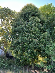 Syzygium aromaticum