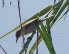 Acrocephalus australis australis