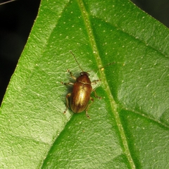 Colaspis aenea
