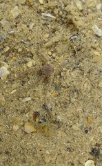 Amphipholis squamata