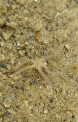 Amphipholis squamata