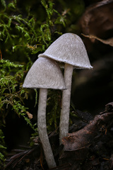 Coprinopsis canoceps