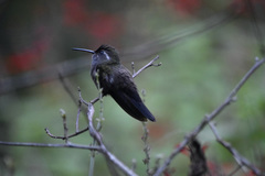 Lampornis