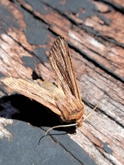 Ichneutica atristriga