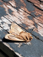 Ichneutica atristriga