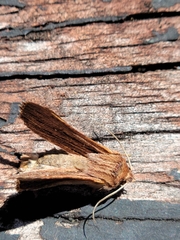 Ichneutica atristriga