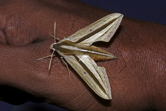 Theretra silhetensis