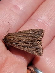 Ichneutica atristriga