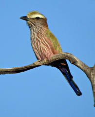 Coracias naevius mosambicus