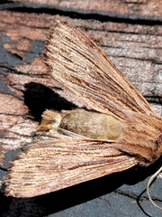 Ichneutica atristriga