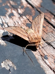 Ichneutica atristriga