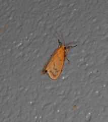 Symmetrodes sciocosma