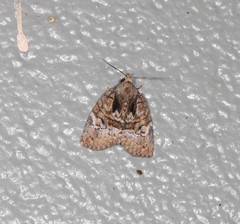 Lophothripa vitea
